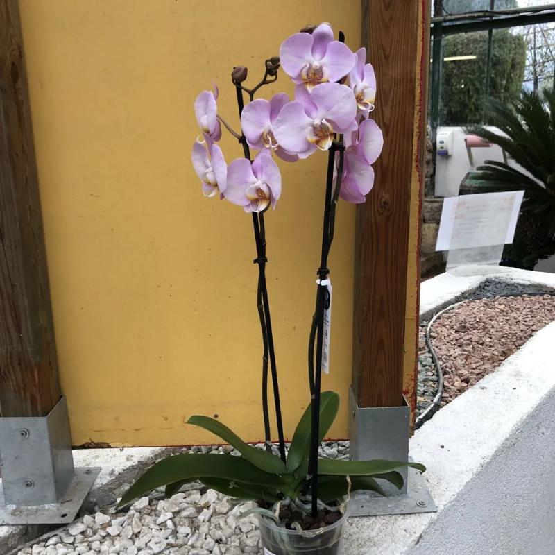 Orchidée palaenopsis 2 tiges Orchidée palaenopsis 2 tiges