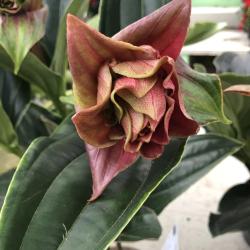 Medinilla Dolce Rossa C17