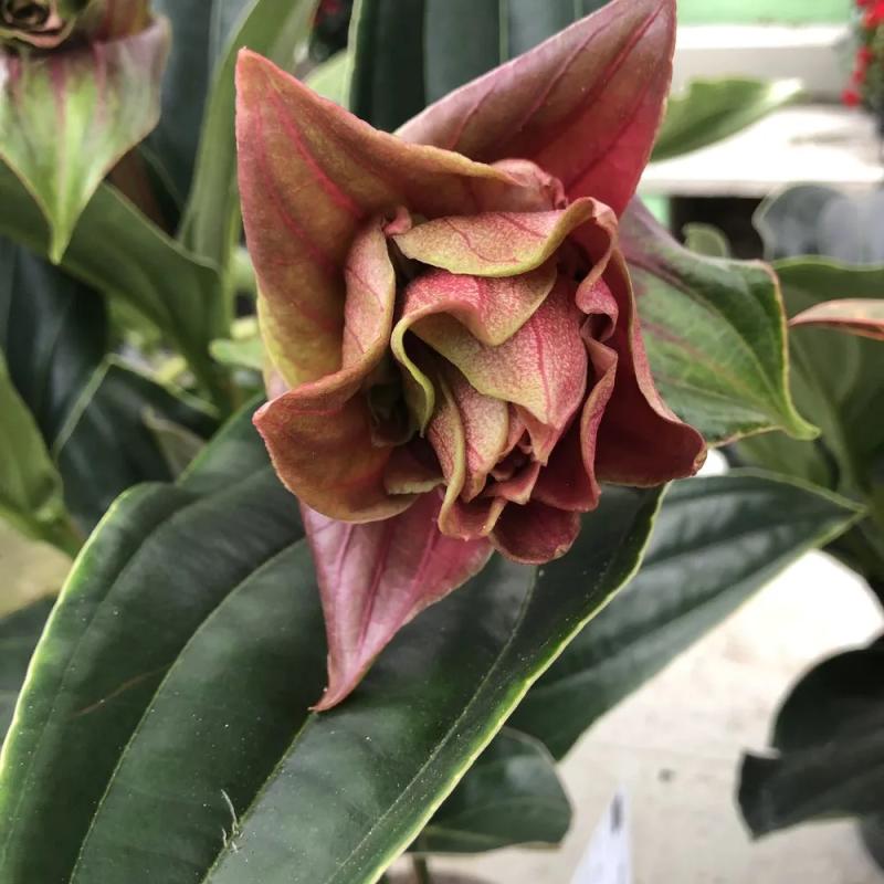 Medinilla Dolce Rossa C17 Medinilla Dolce Rossa C17