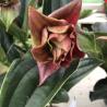 Medinilla Dolce Rossa C17