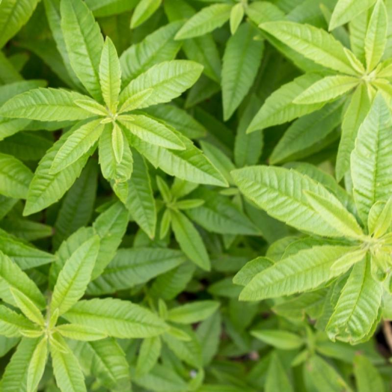 Verveine citronelle 3L Verveine citronelle 3L