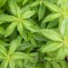 Verveine citronelle 3L