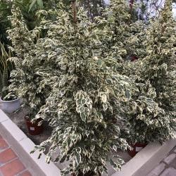 Ficus Twilight C22