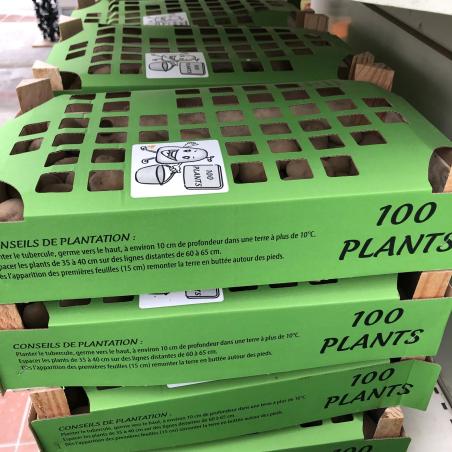 Pomme de Terre Bintje Clayette 100plants 