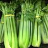 Celeri vert barquette de 6 plants 