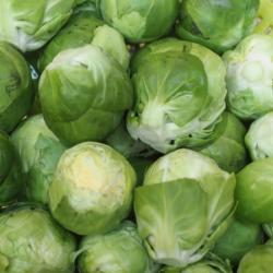Chou de bruxelle barquette de 6 plants 