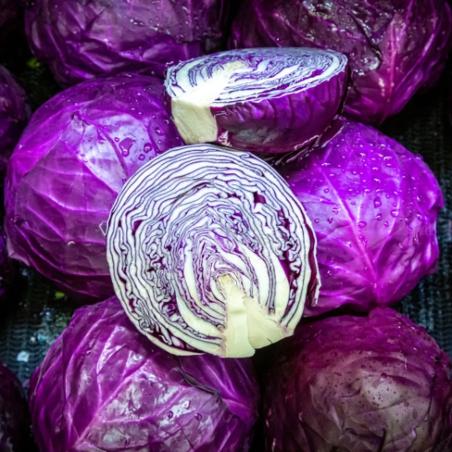 Chou rouge barquette de 6 plants 