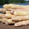 Asperge Blanche type argenteuil X12