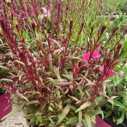 Gaura 3L