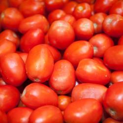 Tomate Roma BQUETTE 6 plants