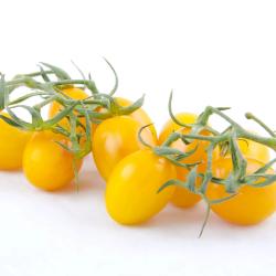 Tomate cerise jaune en pot
