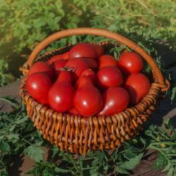 Tomate poire rouge en pot