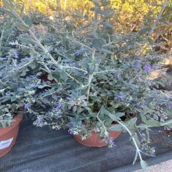 Teucrium Fructicans 5L