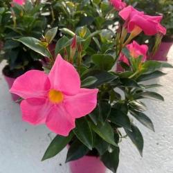 Dipladenia C14