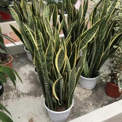 Sanseveria C20