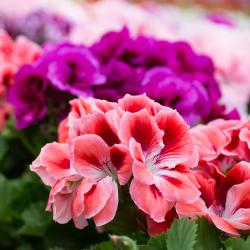 Geranium Lierre Double 1L