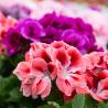 Geranium Lierre Double 1L
