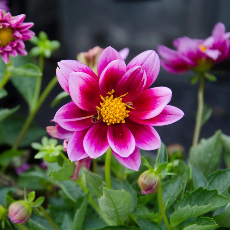 Dahlia 1L 