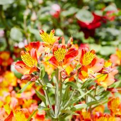 Alstromeria 3L