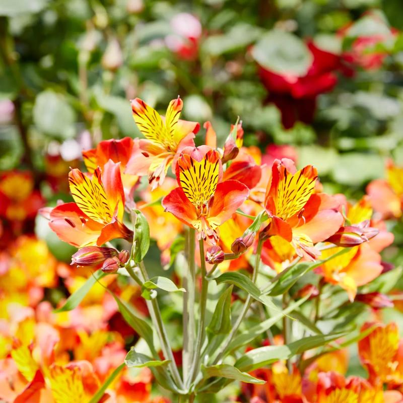 Alstromeria 3L