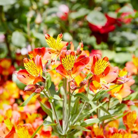 Alstromeria 3L