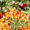 Alstromeria 3L