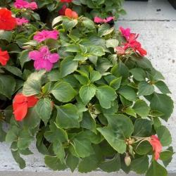 Impatiens Barquette 