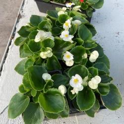 Begonia Barquette 