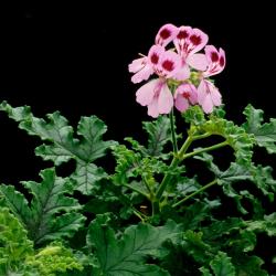 Geranium Citronnelle 3L