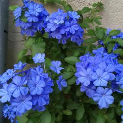 Plumbago 3L