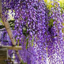 Glycine Sinensis Bleue 3L