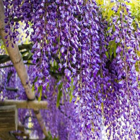 Glycine Bleue 3L