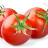 Tomate Agrora Greffée Pot 0.5L