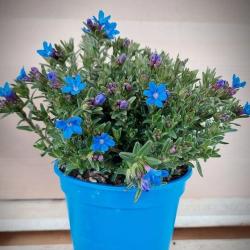 Lithodora 3L