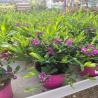 Polygala 3L