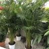 Areca Lutescens C24