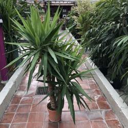 Yucca Multi Tronc C22