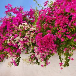 Bougainvillier 150cm C35