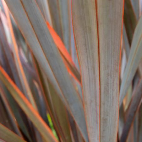 Phormium Rouge 4L