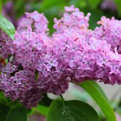 Syringat ou Lilas 5L