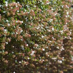 Abelia Grandiflora 3L