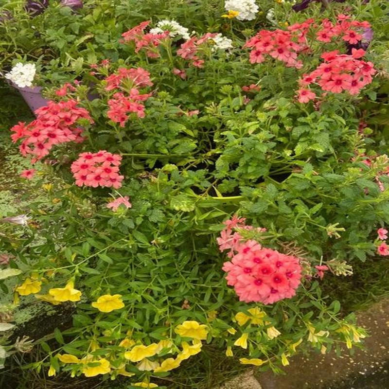 Mélange fleuri 3L