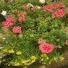 Mélange fleuri 3L