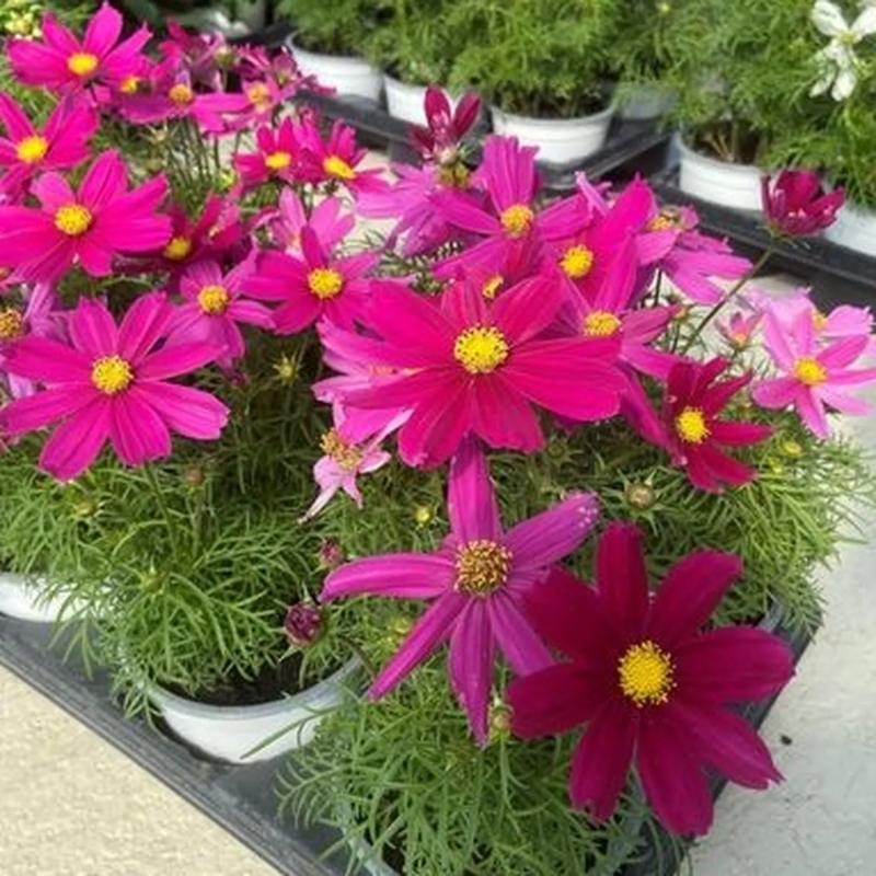 Cosmos 1L