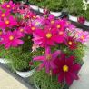 Cosmos 1L