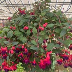 Fushia Suspension D26