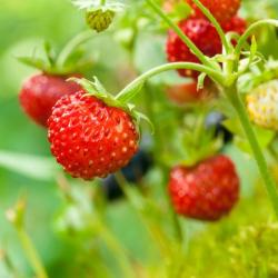 Fraisier En Suspension D26