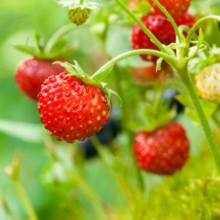 Fraisier En Suspension D26