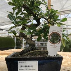 Bonsai C15