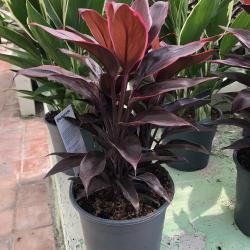 Cordyline Feuillage Coloré C19